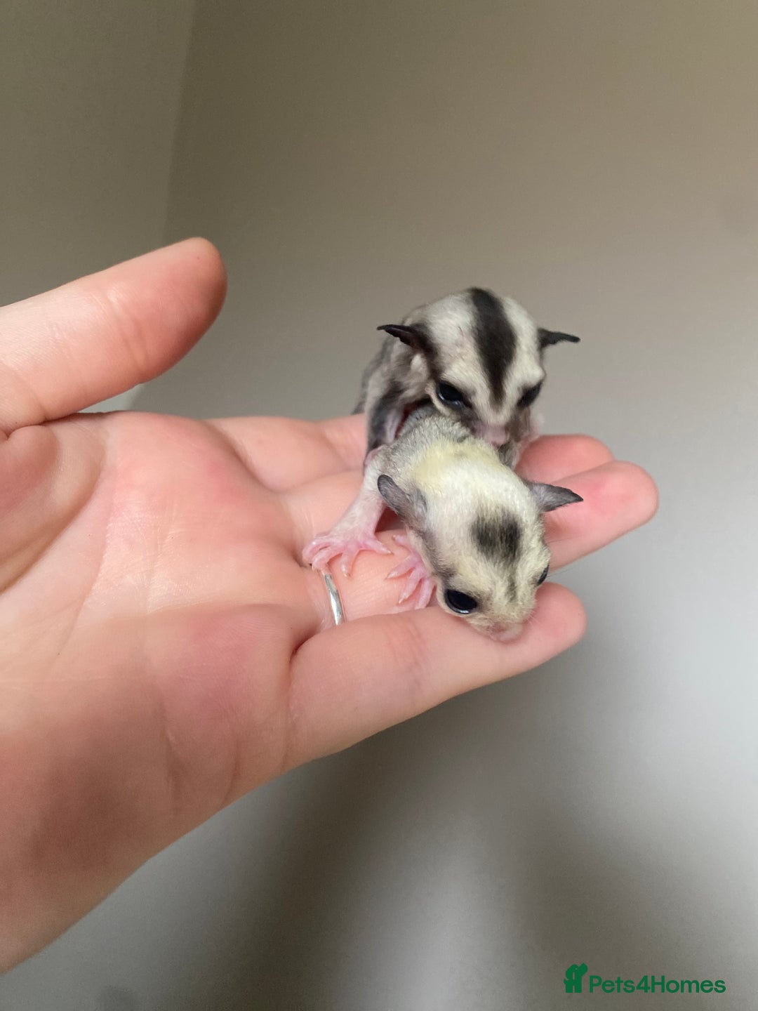 Sugar Glider rodents for sale: Joeys available for reserve  - Image 4