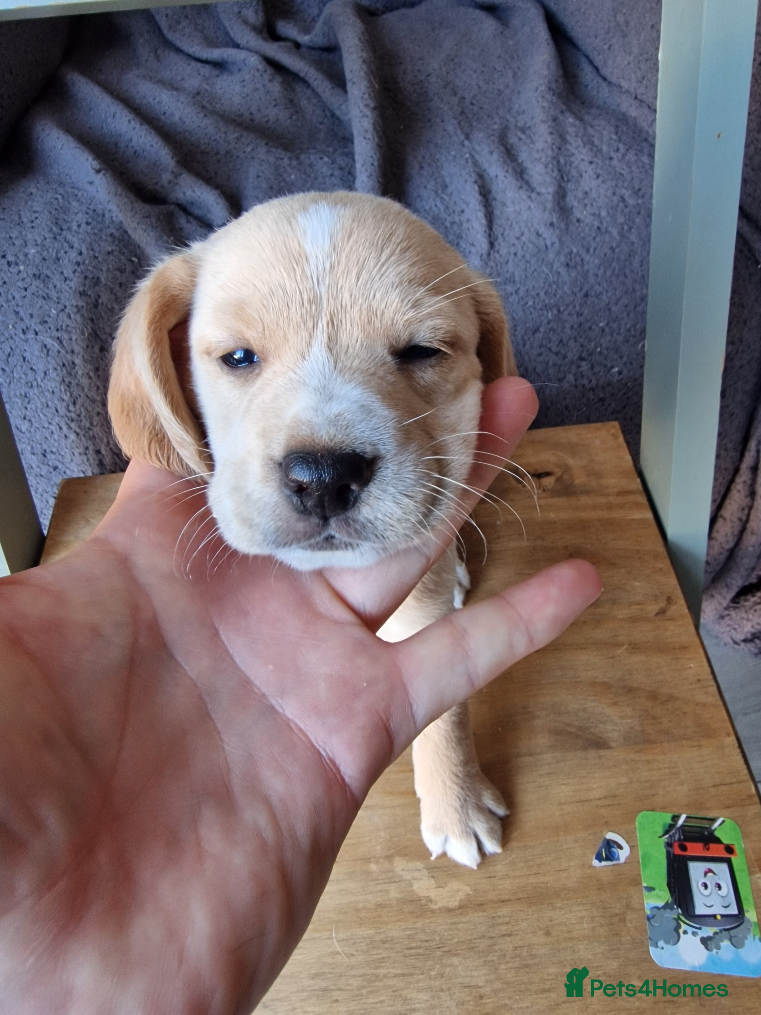 Mixed Breed dogs Dawson Puppies - Advert 21