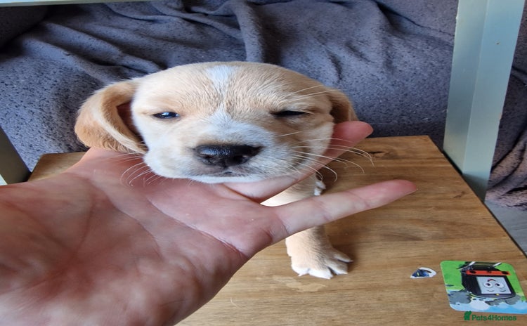 Mixed Breed dogs - Advert 3