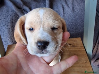 Mixed Breed dogs - Advert 1