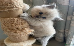Ragdoll cats for sale: Blue and Pure Blue Mitted Ragdoll Kittens - Image 9