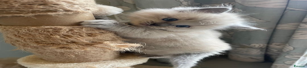 Ragdoll Kitten 1