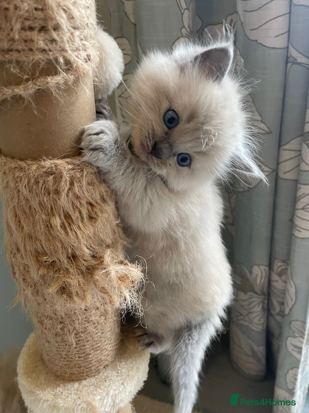 Ragdoll cats for sale: Blue and Pure Blue Mitted Ragdoll Kittens - Image 9