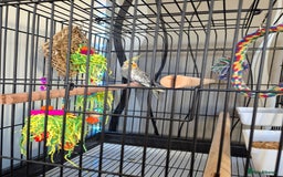 Cockatiels birds for sale: Cockatiel with cage  - Image 1