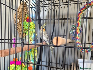 Cockatiels birds Cockatiel with cage - Advert 3