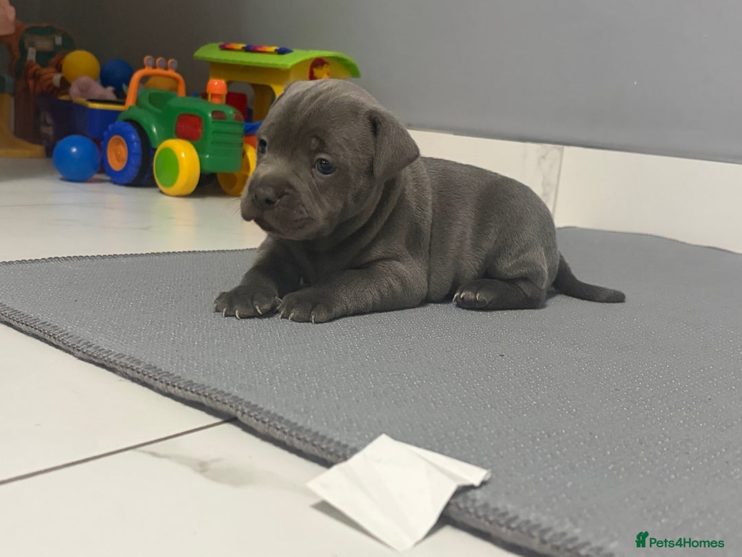 Staffordshire Bull Terrier dogs for sale: Blue staff puppies  - Image 7