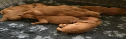 Golden Retriever dogs for sale: 🌟 Beautiful Dark Golden Retriever Puppies 🌟 - Advert 3