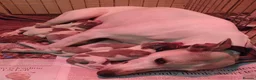 Whippet dogs for sale: Beautiful Pedigree Whippet Puppies  - Advert 14