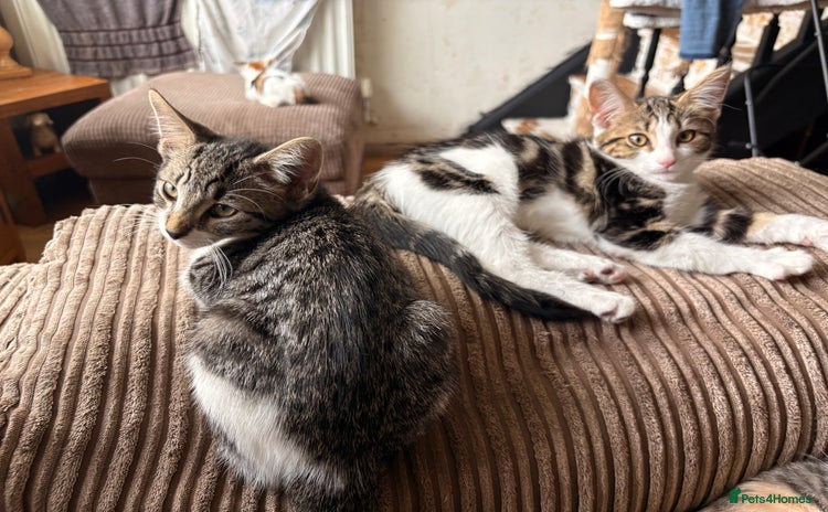 Mixed Breed cats - Advert 7