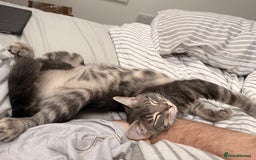 Mixed Breed cats for sale: Rehoming our 5 month old kitten, Melffy  - Image 4