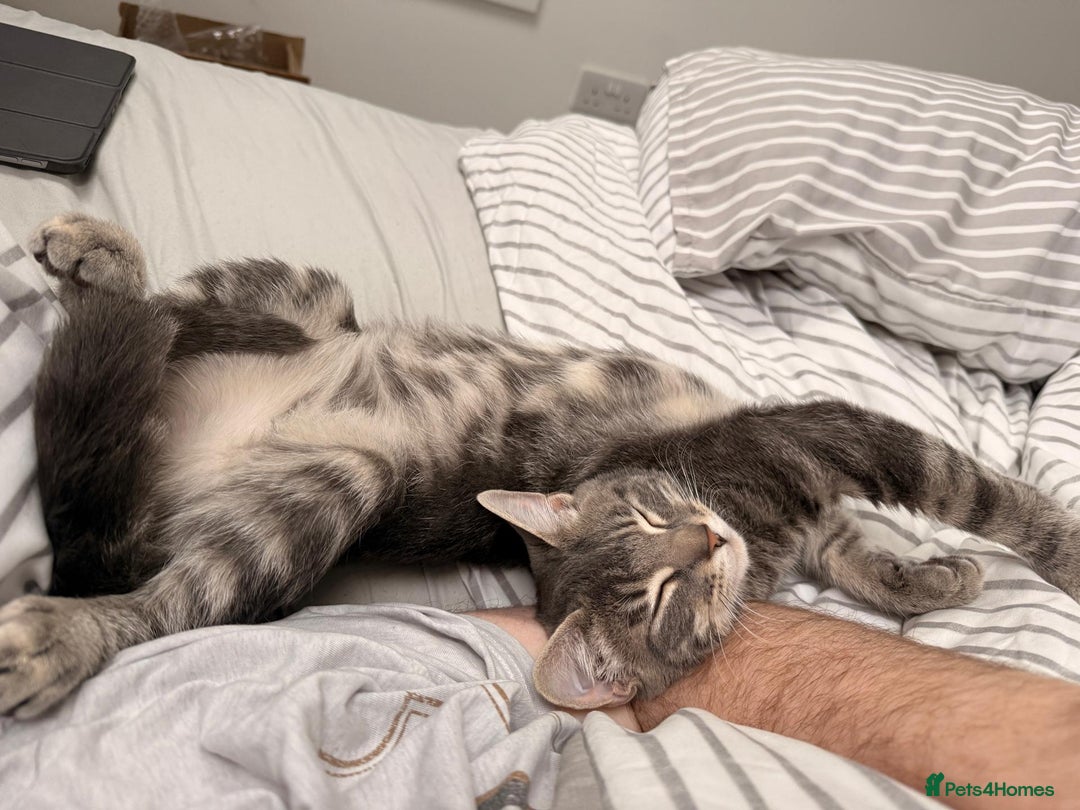 Mixed Breed cats for sale: Rehoming our 5 month old kitten, Melffy  - Image 4