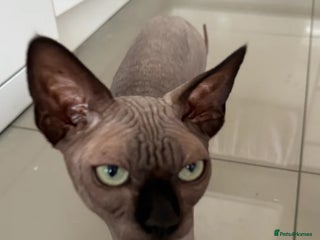 Sphynx cats TICA Registered Active, stunning Canadian Sphynx i - Advert 2