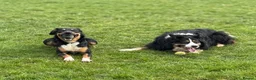 Sprollie dogs for sale: Springer x Collie looking for new home. in Northampton - Advert 7