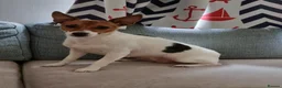 Jack Russell dogs for sale: Short haired Jack Russell puppy - Advert 2