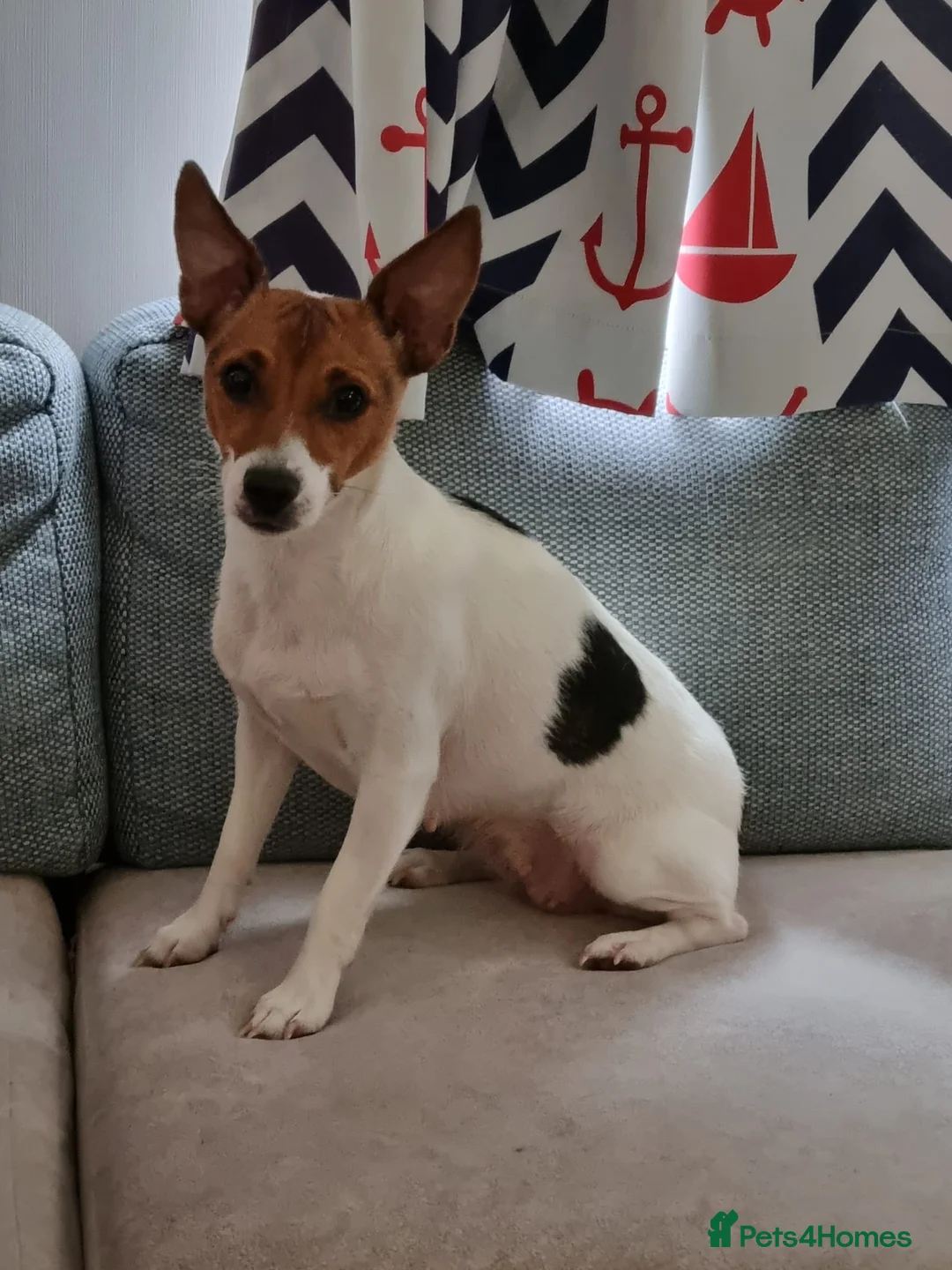 Jack Russell dogs for sale: Short haired Jack Russell puppy - Advert 2