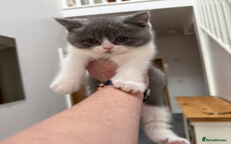 British Shorthair cats for sale: Beautiful health tested bsh kittens  - Image 13