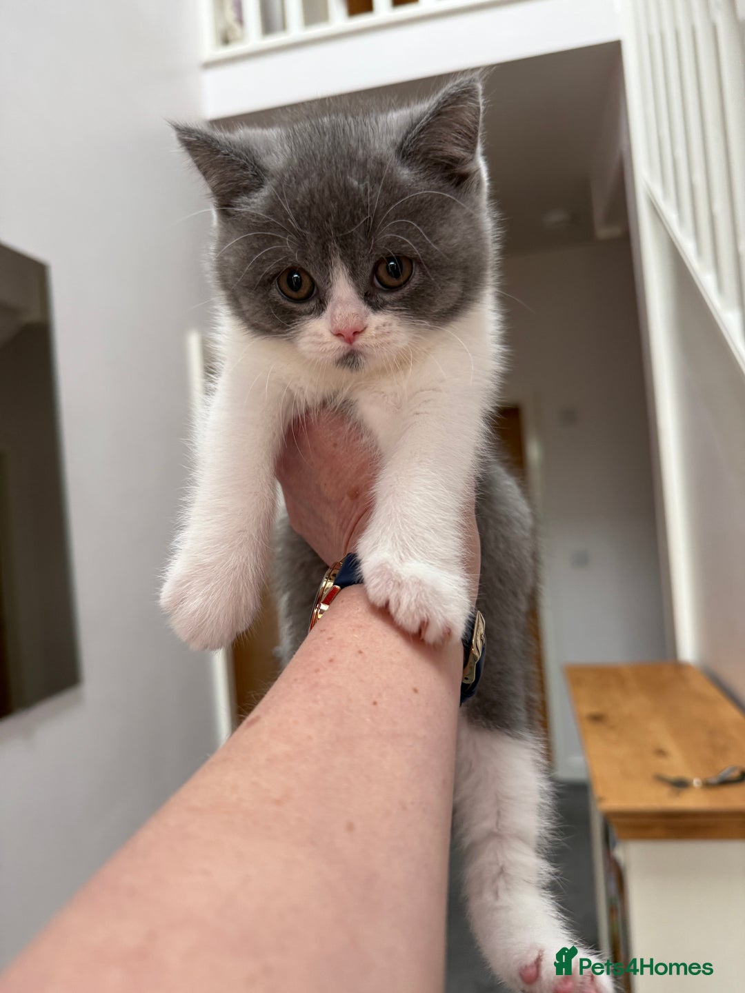 British Shorthair cats for sale: Beautiful health tested bsh kittens  - Image 13