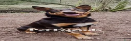 Mixed Breed dogs for sale: Gorgeous active kelpie x collie pups in Waterlooville - Advert 20