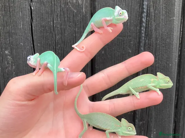 Chameleon reptiles Yemen Chameleon babies, Normal & Pieds - Advert 1