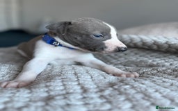 Whippet dogs for sale: 🏆KC Whippet Puppies - Gentle, Elegant & Loving🏆 - Image 19