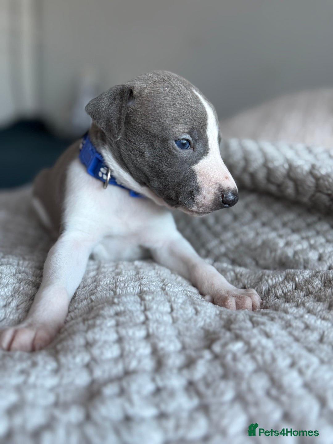 Whippet dogs for sale: 🏆KC Whippet Puppies - Gentle, Elegant & Loving🏆 - Image 19