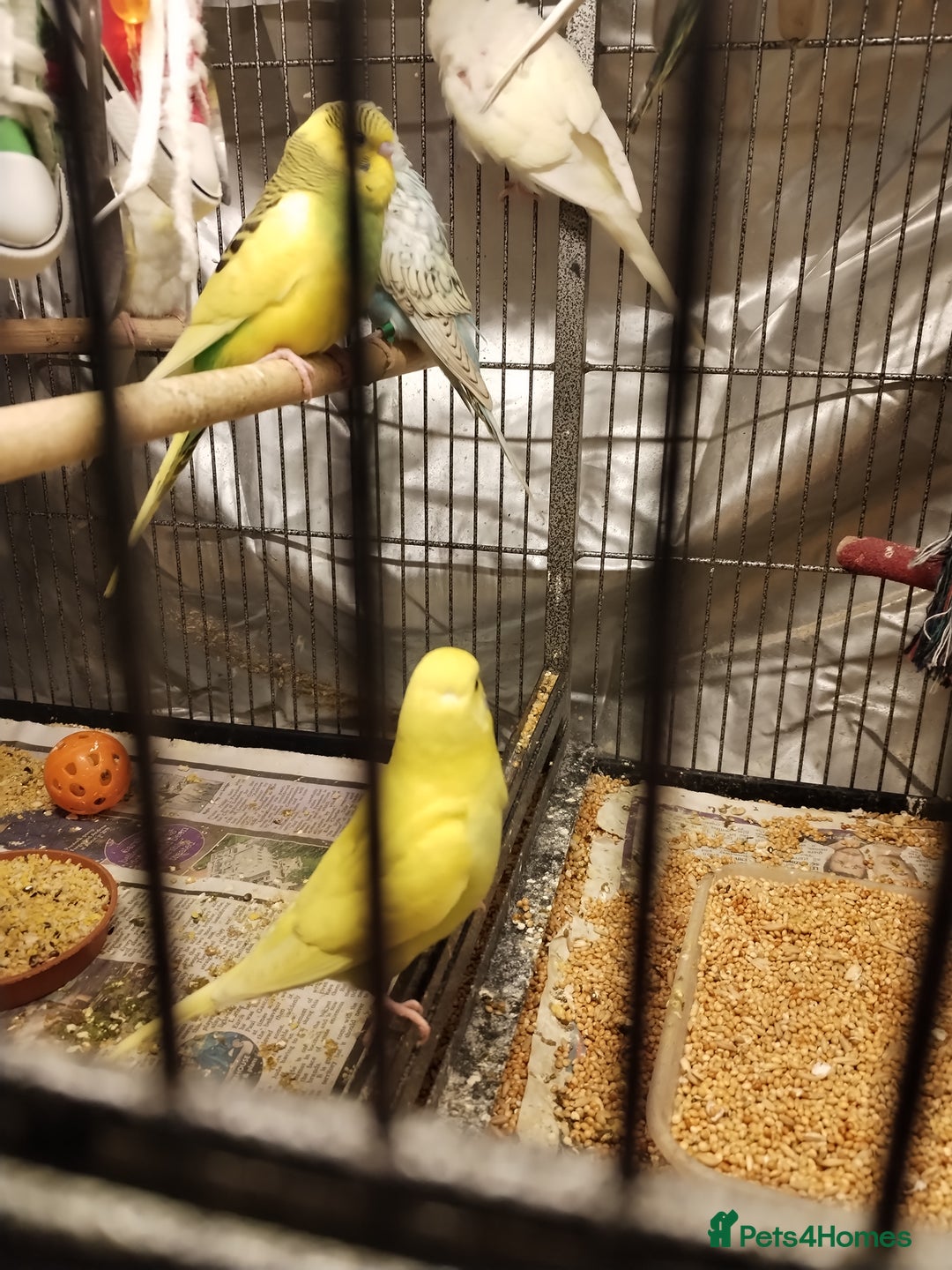 Budgerigars birds for sale: Beautiful baby budgies  - Advert 2