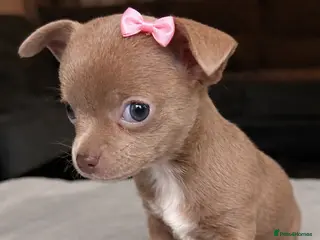 Chihuahua dogs Tiny chihuahua girl LAST ONE 💕 - Advert 5