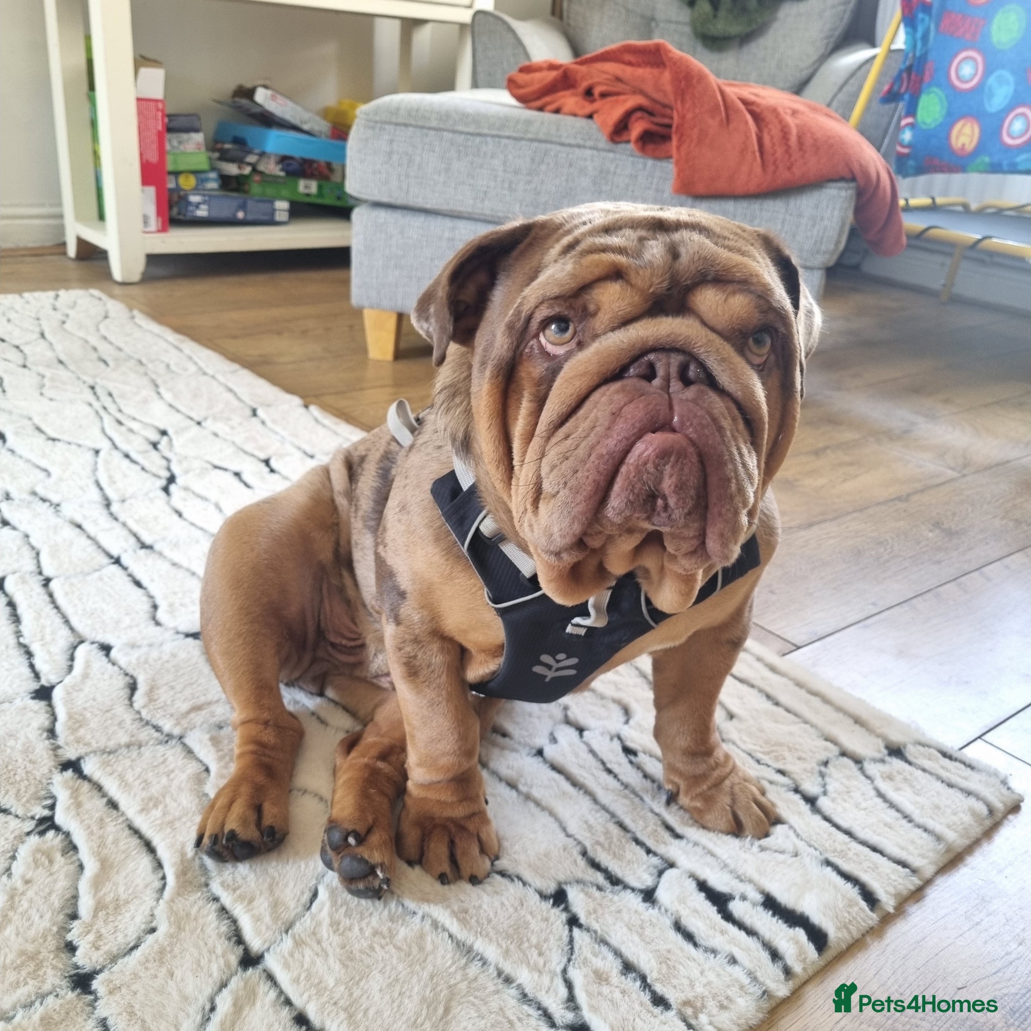 English Bulldog dogs Beautiful 1 year old Bulldog - Advert 2