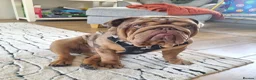 English Bulldog dogs for sale: Beautiful 1 year old Bulldog - Advert 1
