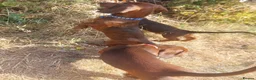 Dachshund dogs for sale: Unusual Red Fade & Red Brindle Standard dachshunds - Advert 9