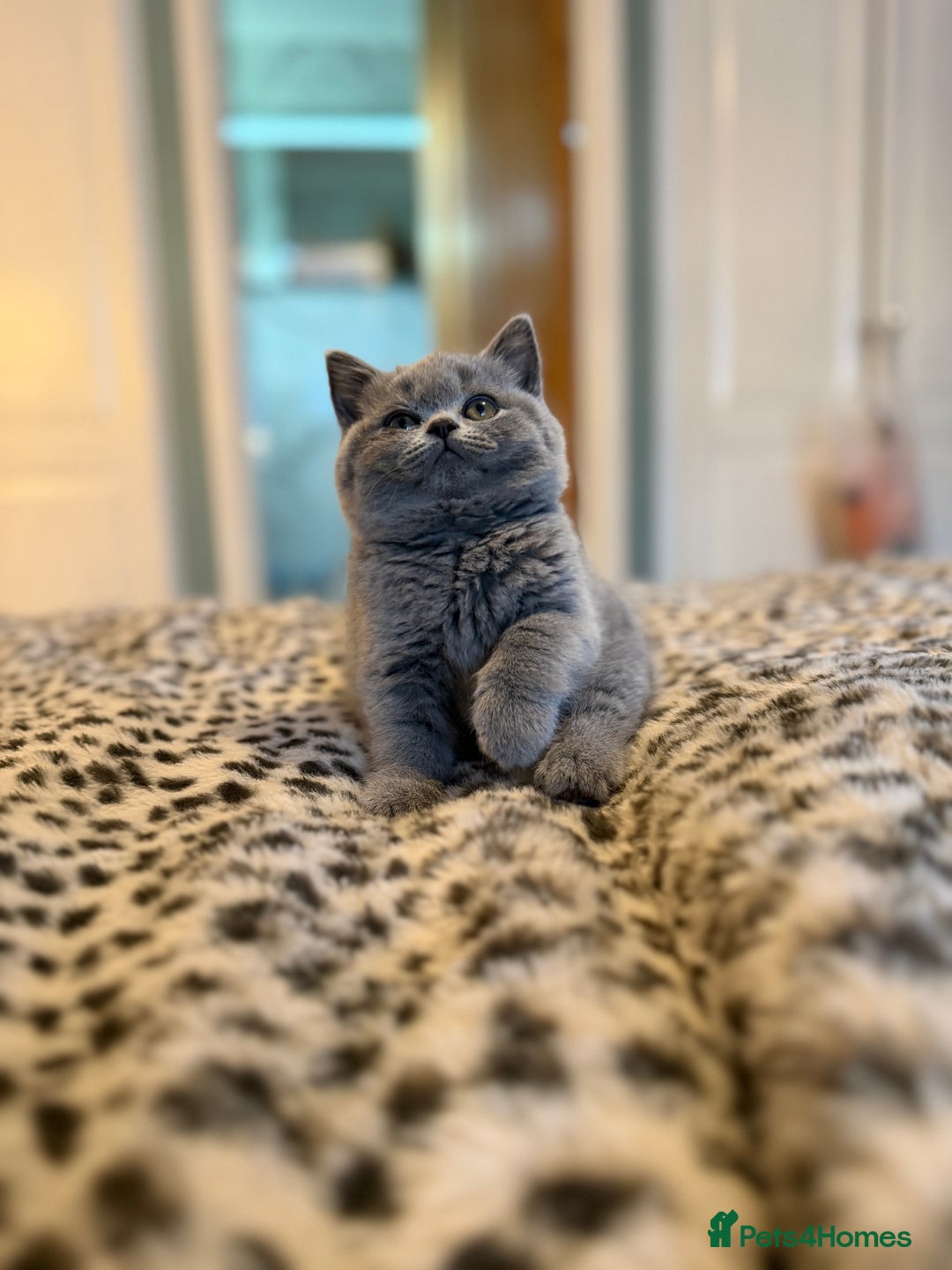 British Shorthair cats for sale: 3 Plush British shorthair kittens ❤️ - Advert 1