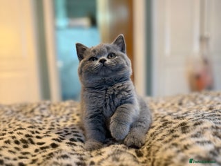 British Shorthair cats 3 Plush British shorthair kittens ❤️ - Advert 3
