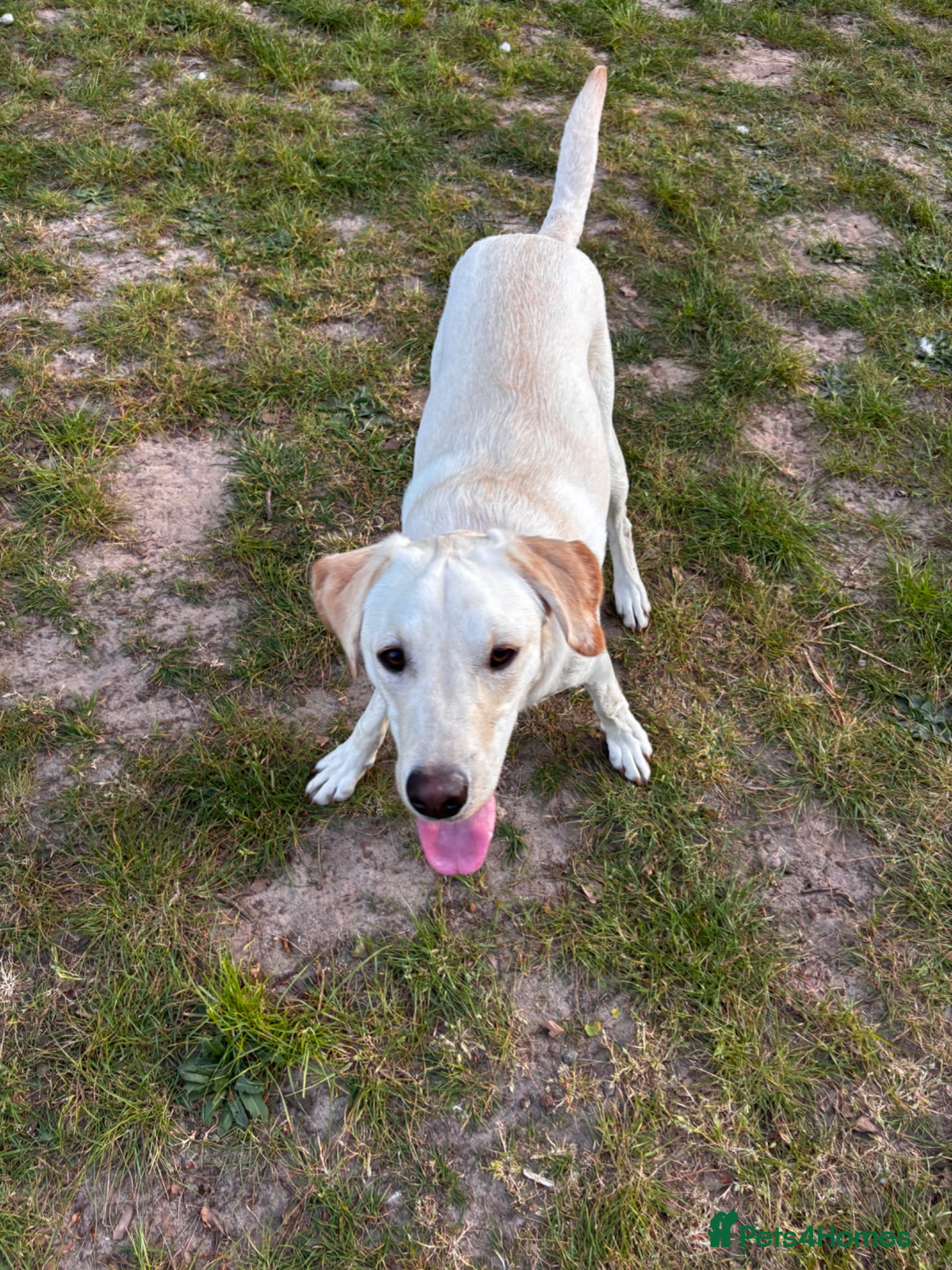 Labrador Retriever dogs Arlo Lab - Advert 9