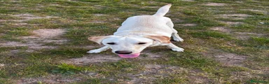 Labrador Retriever Puppy 1