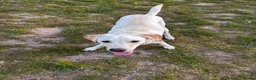 Labrador Retriever dogs for sale: Arlo Lab - Advert 1