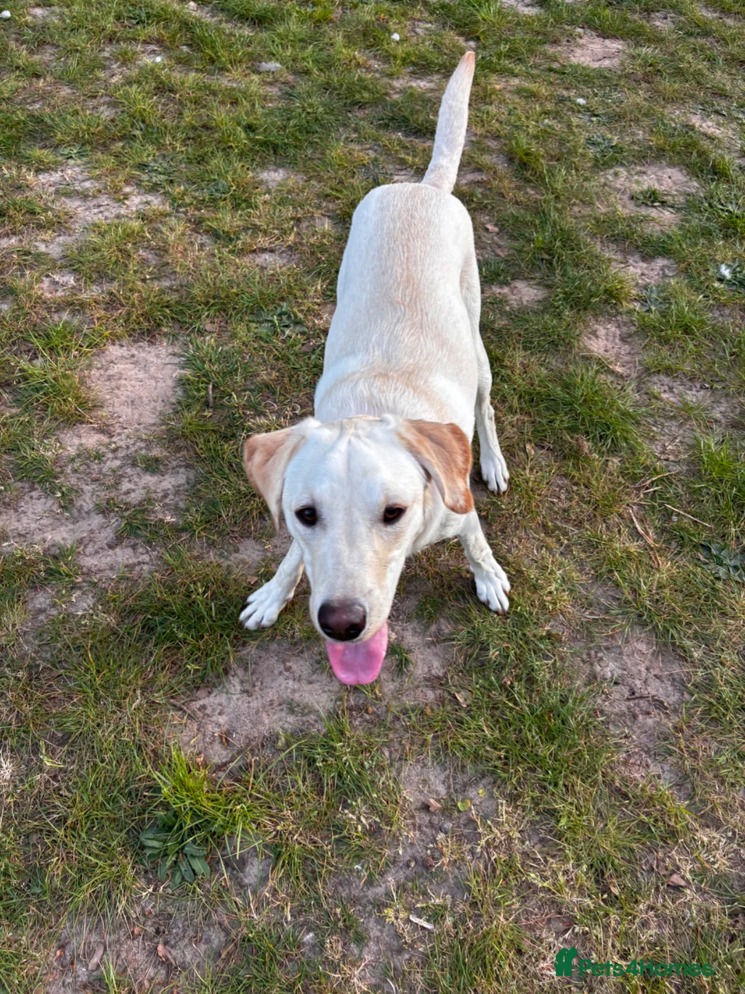 Labrador Retriever dogs for sale: Arlo Lab - Advert 1