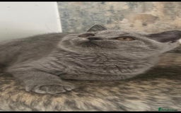 British Shorthair cats for sale: 2 Gorgeous Brittsh Kittens Fully Vaccinated  - Image 4
