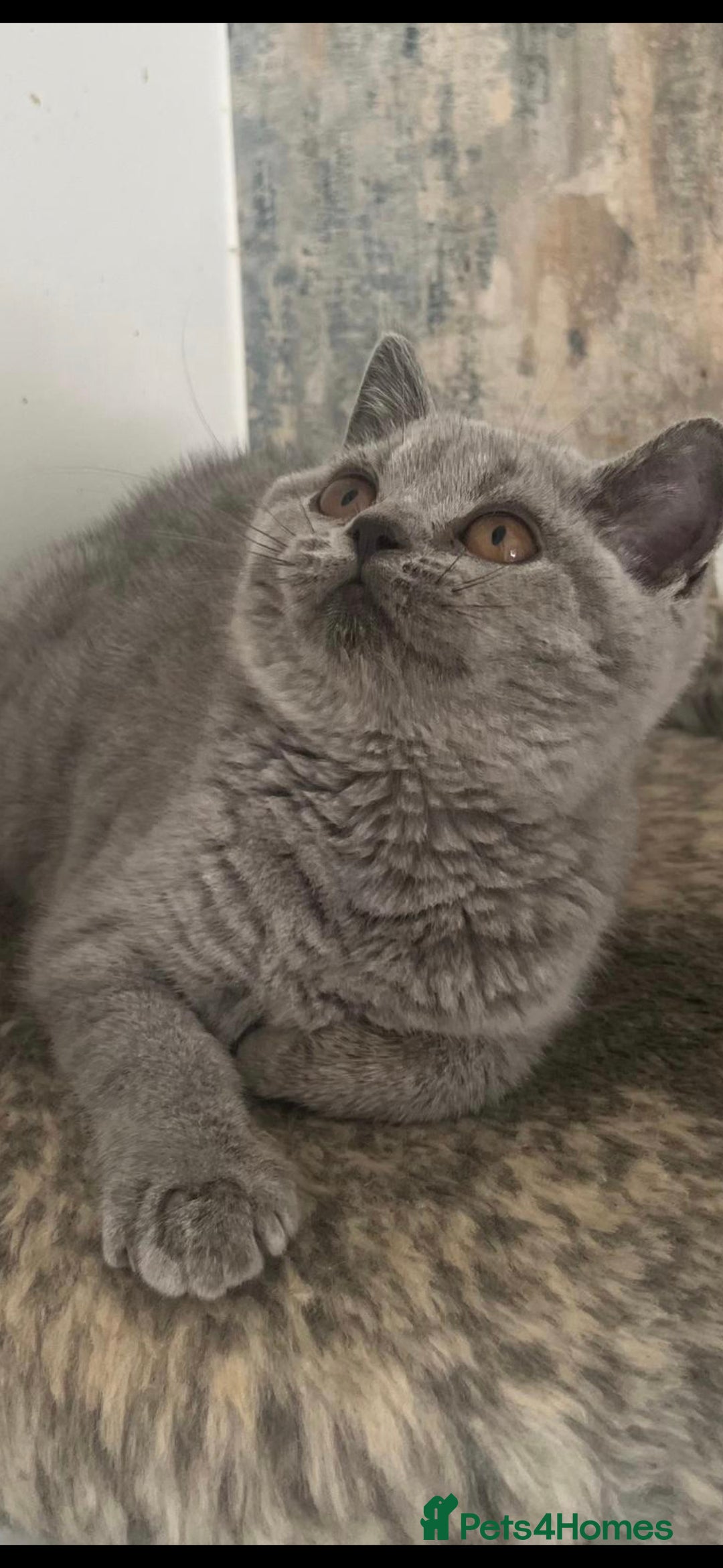 British Shorthair cats for sale: 2 Gorgeous Brittsh Kittens Fully Vaccinated  - Image 4