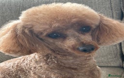 Cavapoo dogs for sale: Fox red toy F1B cavapoos  - Image 10