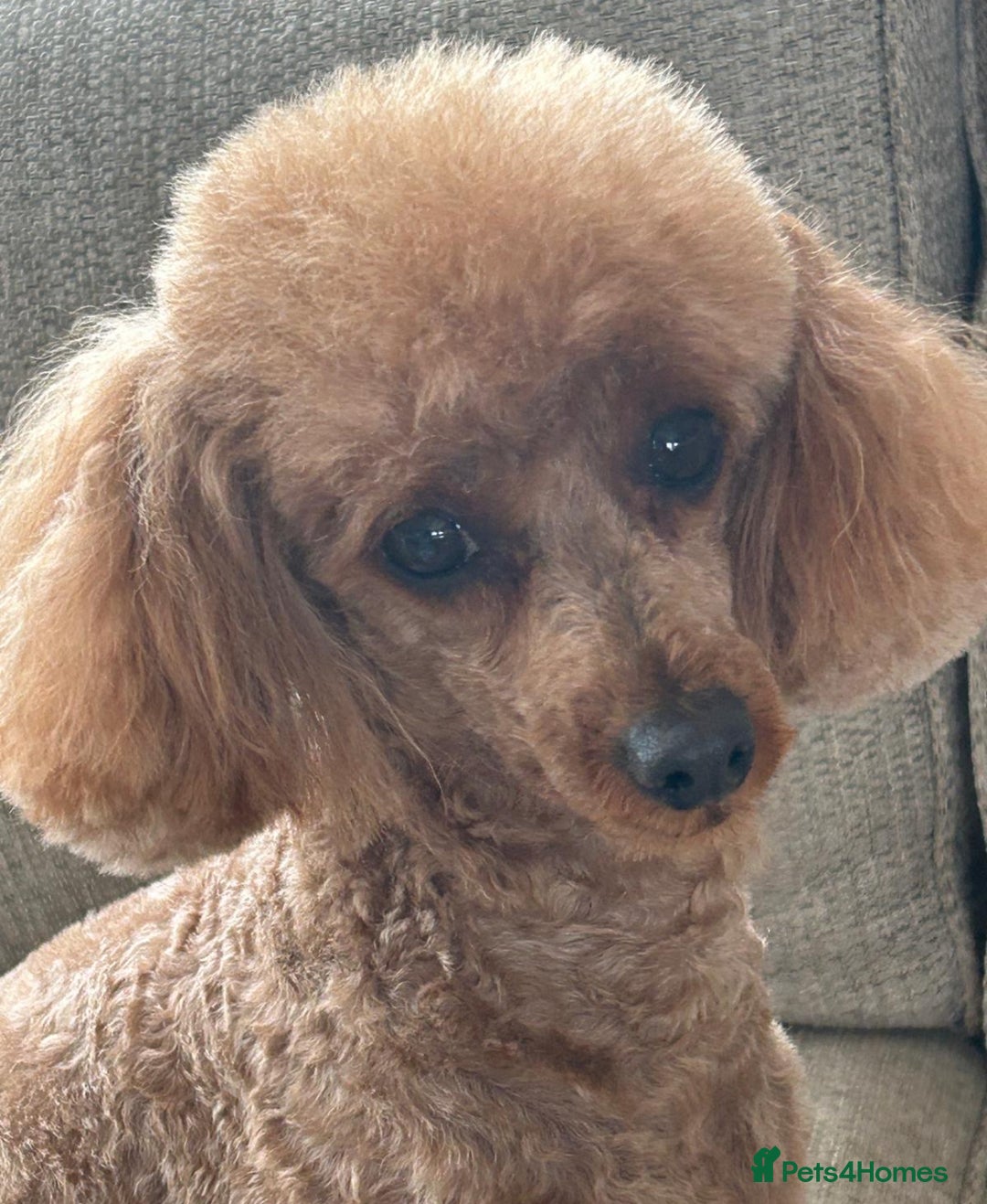 Cavapoo dogs for sale: Fox red toy F1B cavapoos  - Image 10