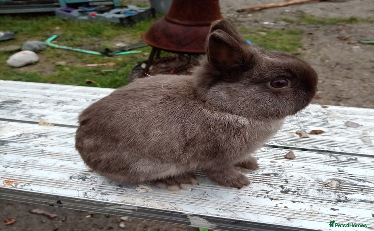 Netherland Dwarf rabbits - Advert 3