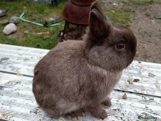 Netherland Dwarf rabbits - Advert 33