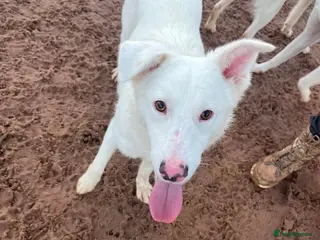 Mixed Breed dogs Meet Goose, currently residing in Cheshire in Nantwich - Advert 18