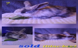 Rex rabbits for sale: Super Cute Baby bunnies! Rex x Lops - Image 15