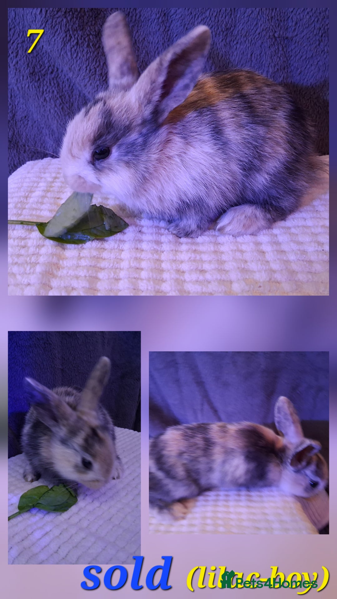 Rex rabbits for sale: Super Cute Baby bunnies! Rex x Lops - Image 15