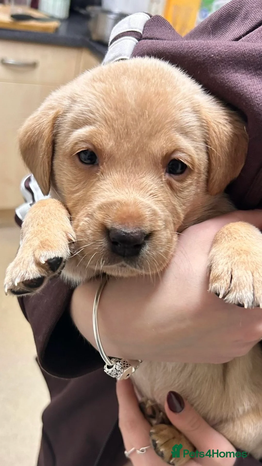 Labrador Retriever dogs for sale: * SOLD * Stunning litter of 9 golden labradors  - Advert 28