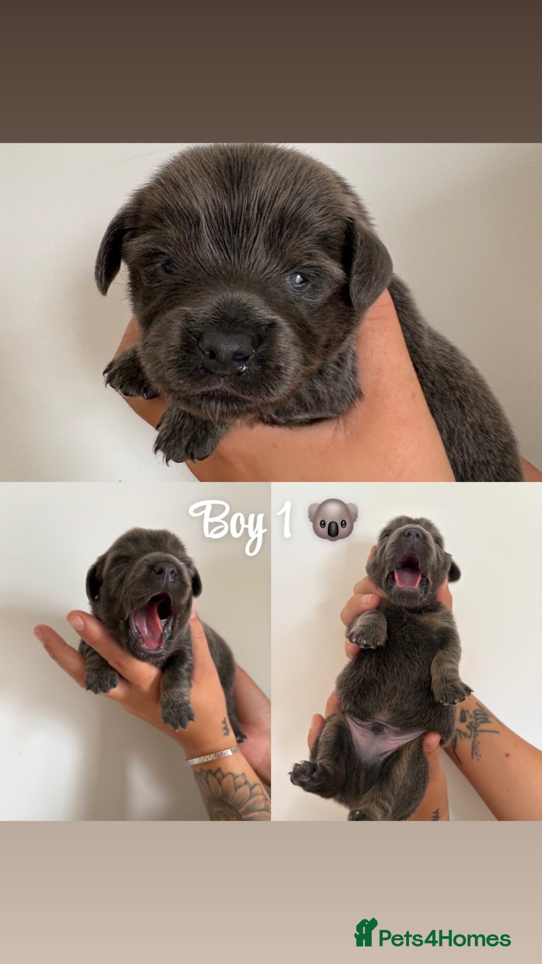 Mixed Breed dogs Dachshund X Pomeranian puppies  - Advert 13