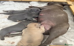 French Bulldog dogs for sale: Gorgeous French Bulldog Puppies For Sale  - Image 4