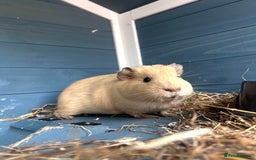 Guinea Pig rodents for sale: Guinea pigs  - Image 6