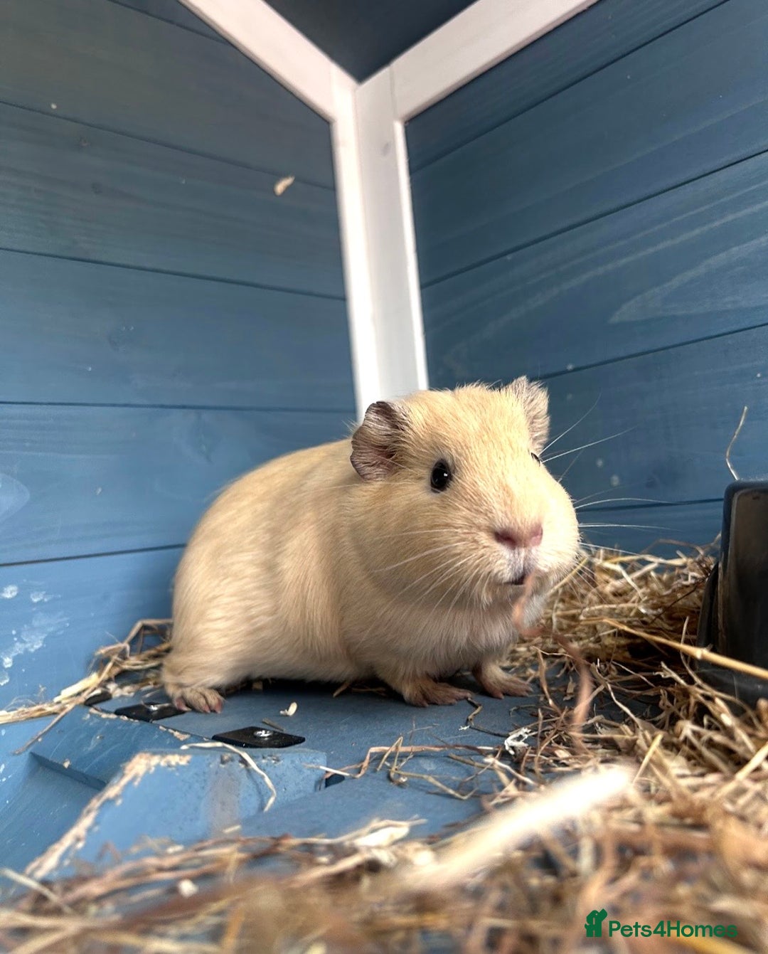 Guinea Pig rodents for sale: Guinea pigs  - Image 6